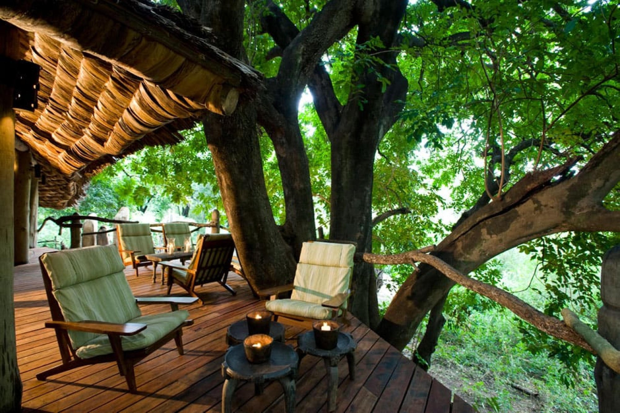 Forest Giants & Tree-Top Luxury – Lake Manyara National Park
