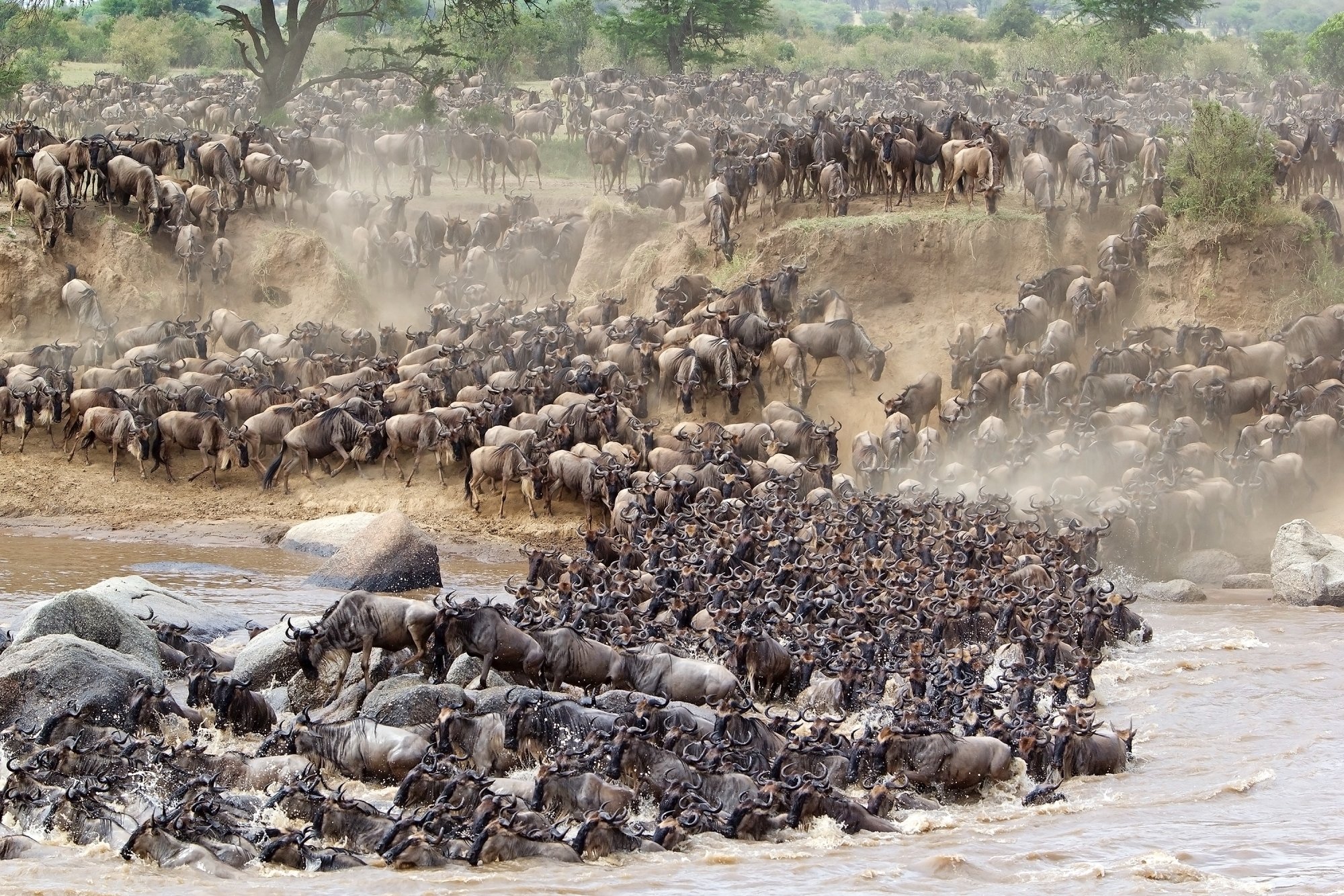 The Crossing – A Great Migration Safari