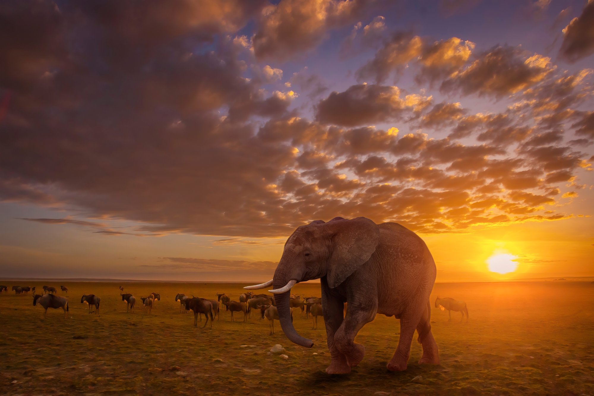 The Kenya Divide – Amboseli and the Great Masai Mara