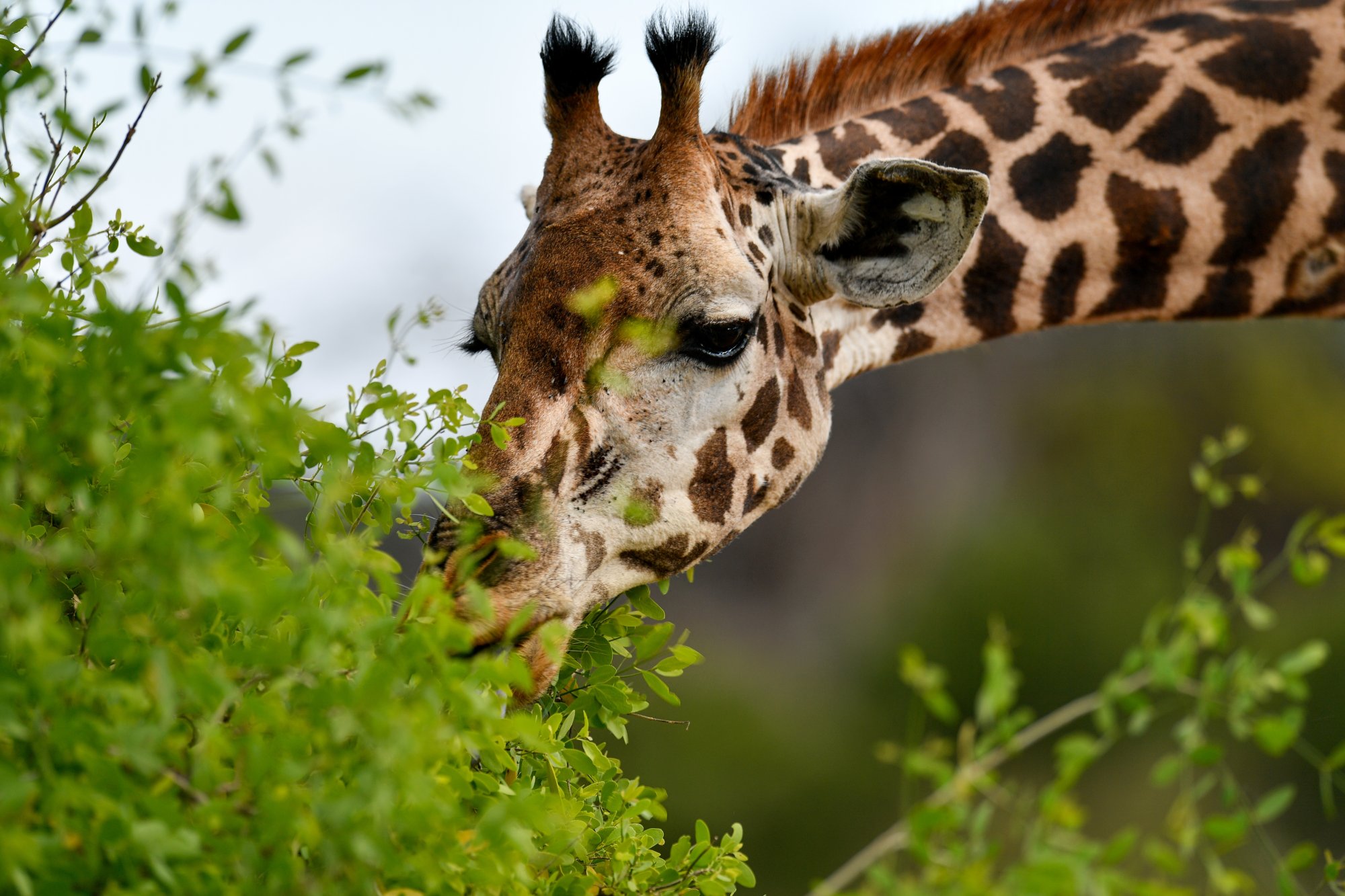Kenya Premier Access – Giraffe Manor & the Mara