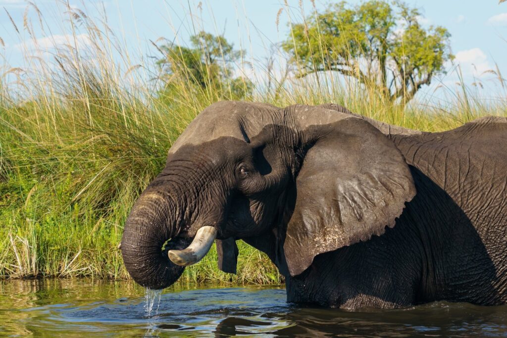 Last Frontier – Zimbabwe and Botswana
