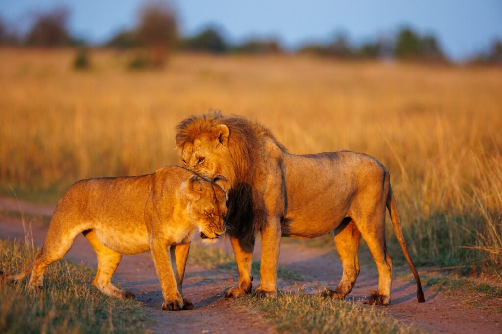 Safari’s Edge – Where Untamed Meets Refined