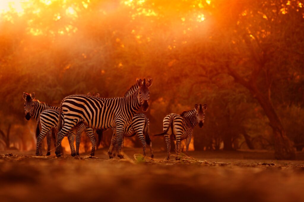 The Tanzania Collection