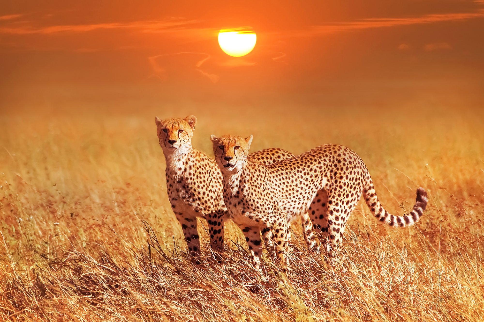 Echoes of the Wild – Tanzania Unveiled